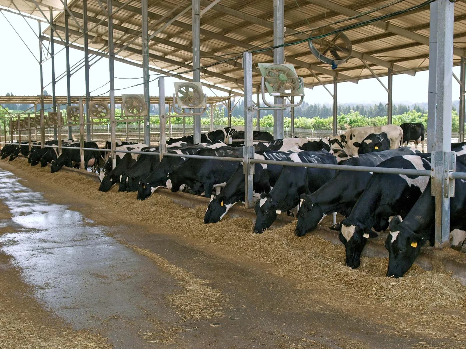 Livestock